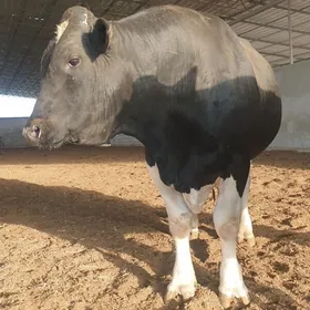 Öküz