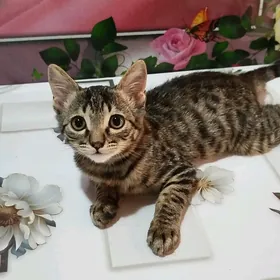 домашние животные