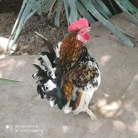 yaponcik horaz
