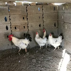Adler towuk induk