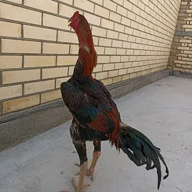 baýsy horaz
