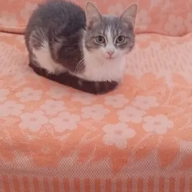 Котик