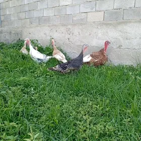 Owgan induklar
