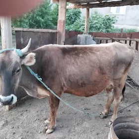 7 aýlyk okuzce sygyr
