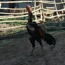 Paroda horaz
