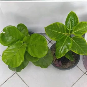 фикусы