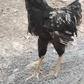 towuk horaz brama