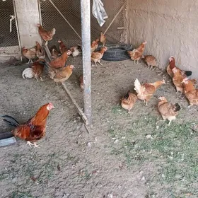 Towuk ýaşajyk