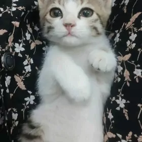 КОТЁНОК ДЕВОЧКА