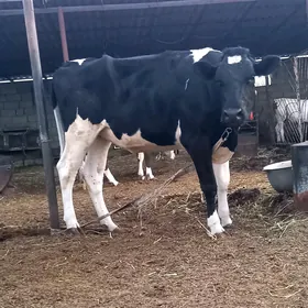 GARALA GALIŞDEÝN BOGAZ TÜWE