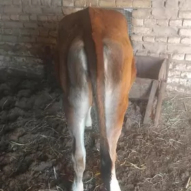 gulajn gole