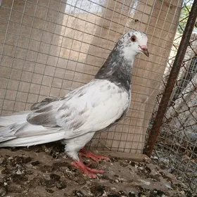 kepderi