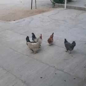 Товук