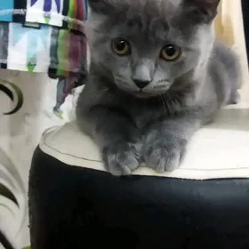 катйонок