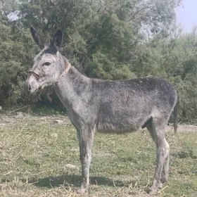 Eşek