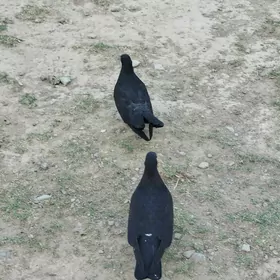 kepderi