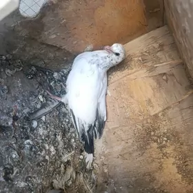 kepderi