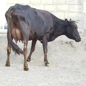 Gbrit Sagylyan Sygyr