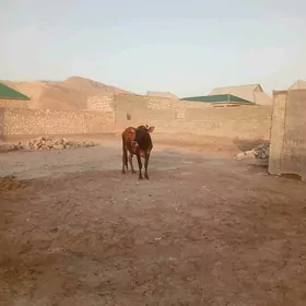 SYGYR
