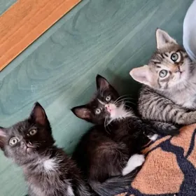 Котята в добрые руки