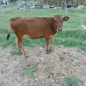 Göle