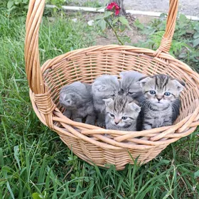 Шотлан Şotlan