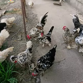 ýaponçikler