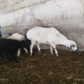 Gisar goç höwür üçin tohumlyk