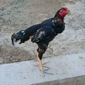 Horaz