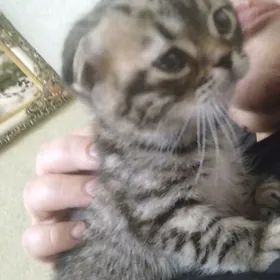 котята