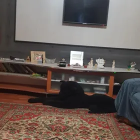 квартира