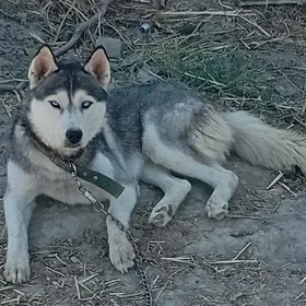 haski