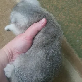 Вислоухий мальчик