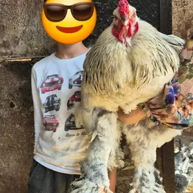 BRAMA DOMINANT YUMURTGA