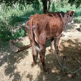 gysyr sygyr