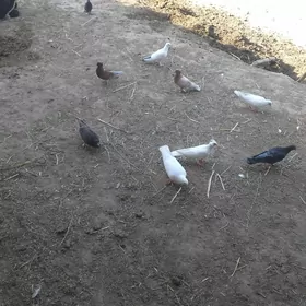 Kepderi