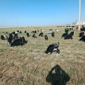 Çewişler