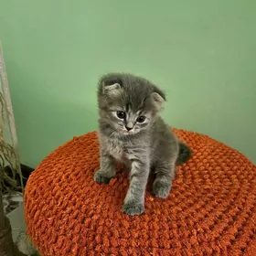 котятки