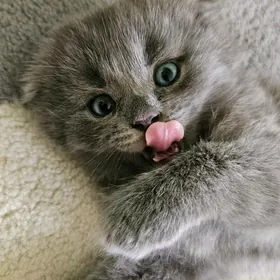 котятки