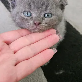 котятки