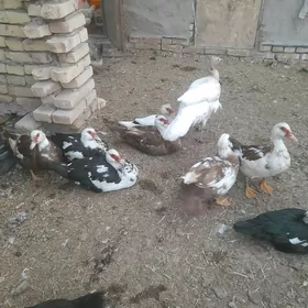 индюк бар