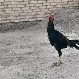 Bayossok Horoz