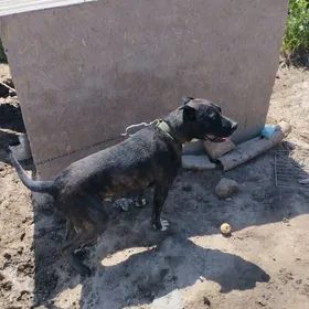 pitbul