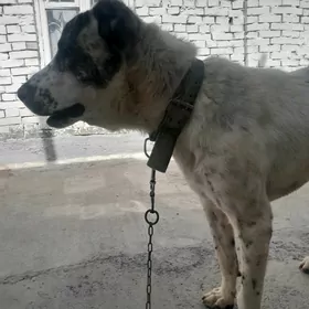 АЛАБАЙ