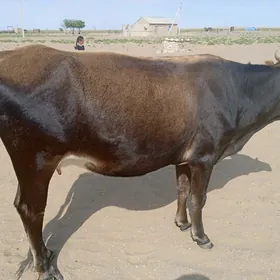 sygyr