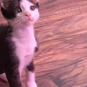 Котенок в добрые руки