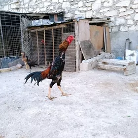 Taşkent horaz