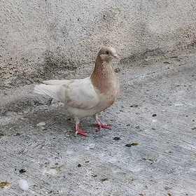 kepderi