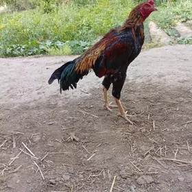 horaz