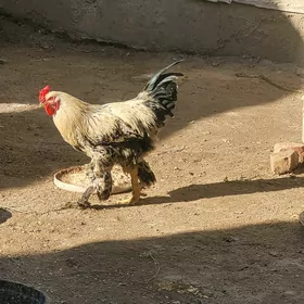 Brama Horaz